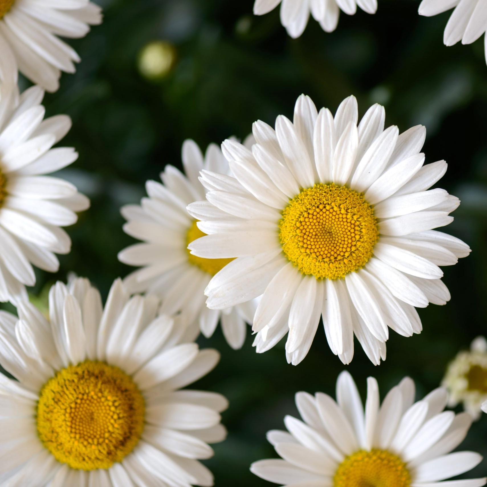 LEUCANTHEMUMLUCILLECHICPL.jpg