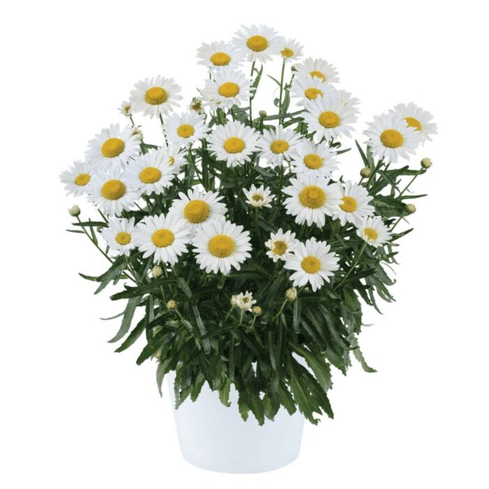 LEUCANTHEMUM Lucille Chic - Image 2