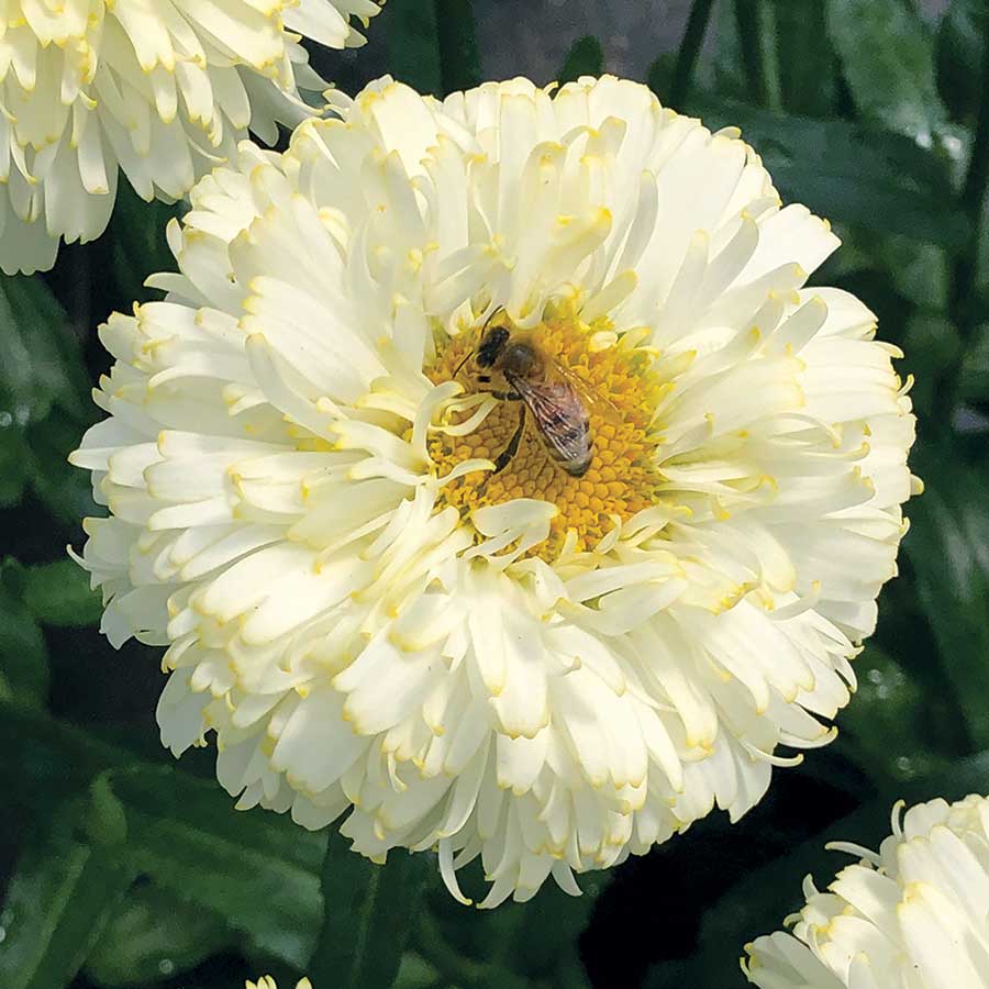 LEUCANTHEMUMLUNAPL.jpg