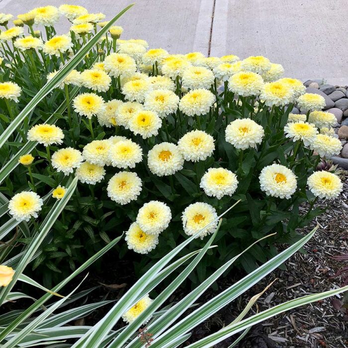 LEUCANTHEMUM Luna - Image 3