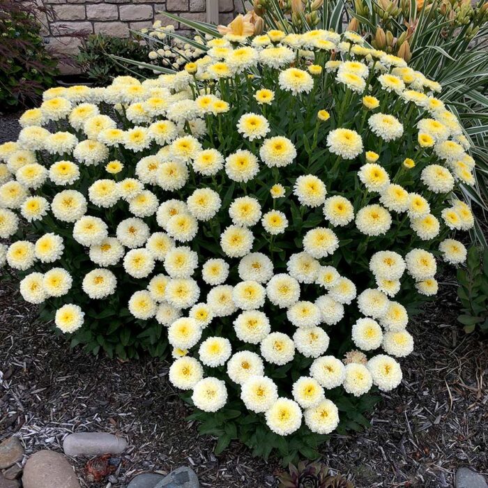 LEUCANTHEMUM Luna - Image 4