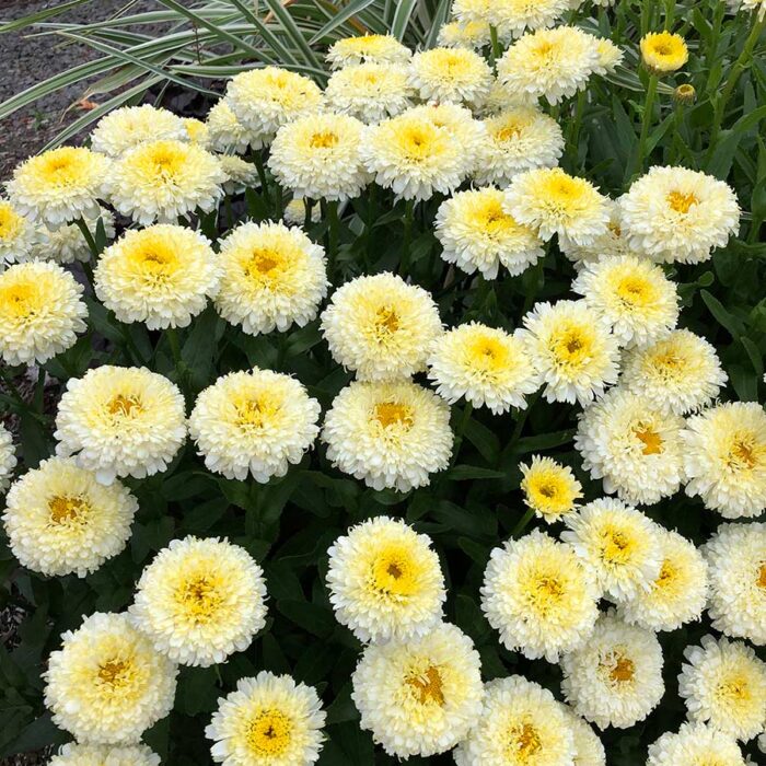 LEUCANTHEMUM Luna - Image 5