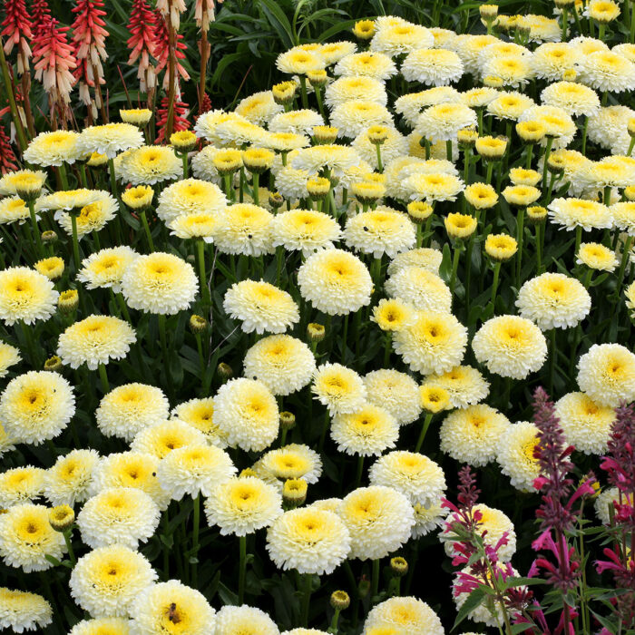 LEUCANTHEMUM Luna - Image 2