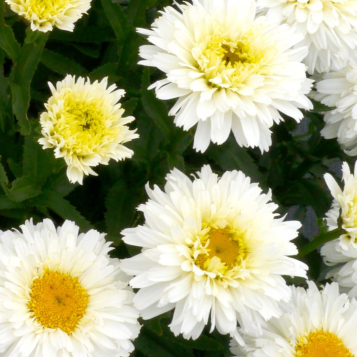 LEUCANTHEMUMMACAROONPL.jpg