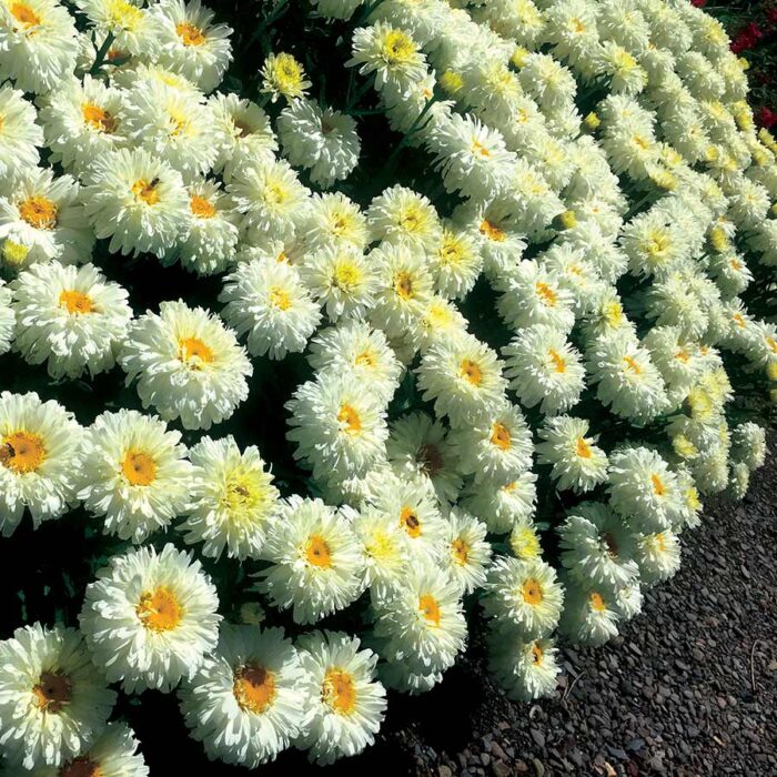 LEUCANTHEMUM Macaroon - Image 4