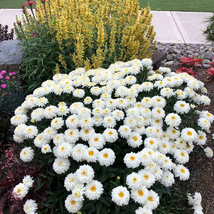 LEUCANTHEMUM Macaroon - Image 2