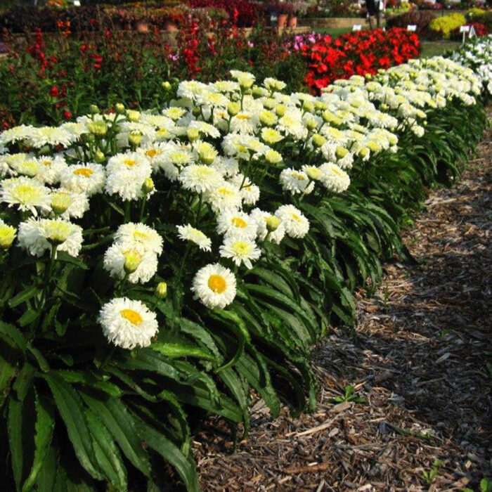 LEUCANTHEMUM Macaroon - Image 3