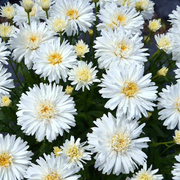 LEUCANTHEMUM Mt.Hood - Image 3