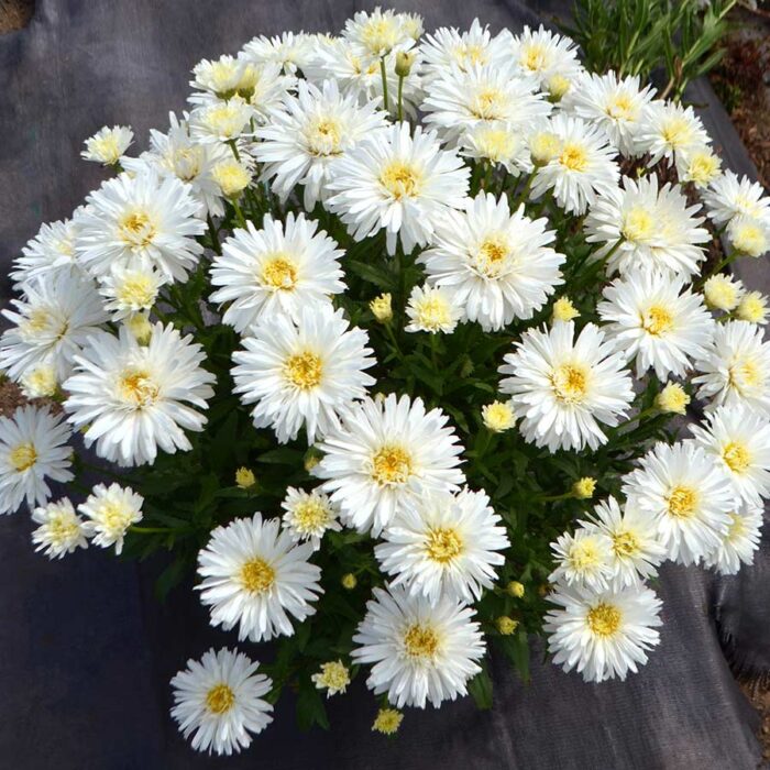 LEUCANTHEMUM Mt.Hood - Image 2