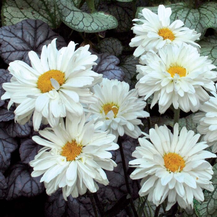 LEUCANTHEMUM Victorian Secreet - Image 3