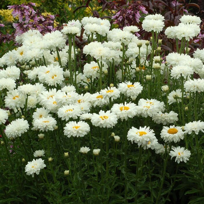 LEUCANTHEMUM Victorian Secreet - Image 5