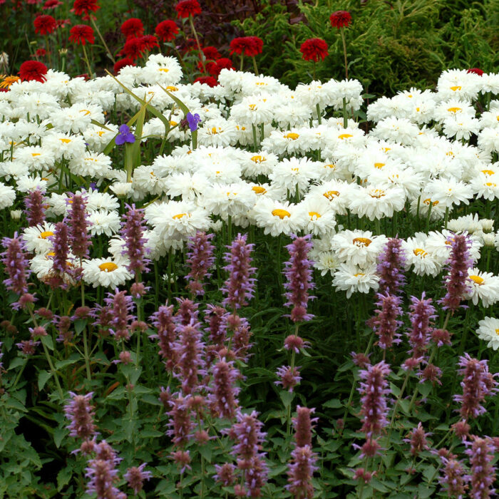 LEUCANTHEMUM Victorian Secreet - Image 2