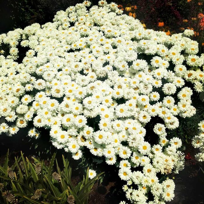 LEUCANTHEMUM Victorian Secreet - Image 4