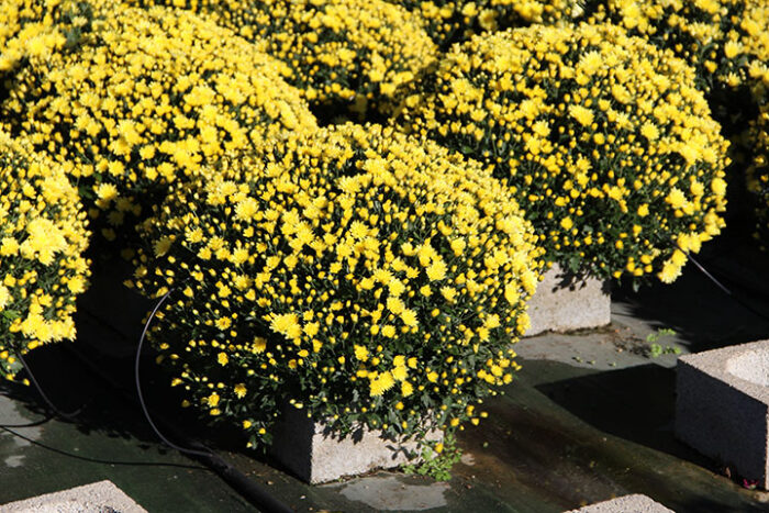 Siets krizantēmām 75/75, 400gb - Image 2