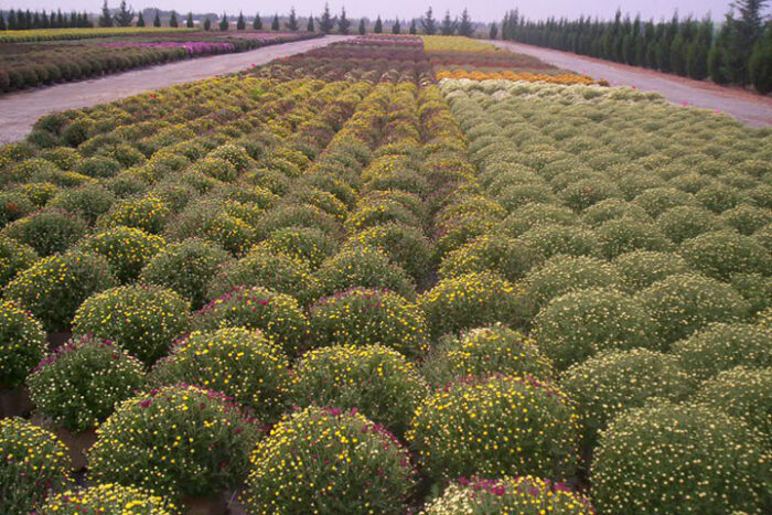 Siets krizantēmām 75/75, 400gb - Image 3