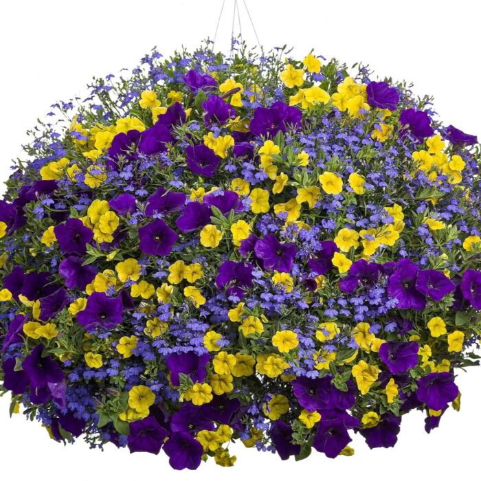 LOBELIA Lobelix Blue - Image 2