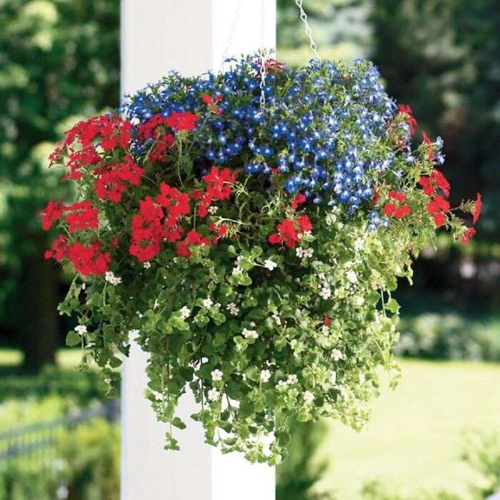 LOBELIA Lobelix Blue - Image 3