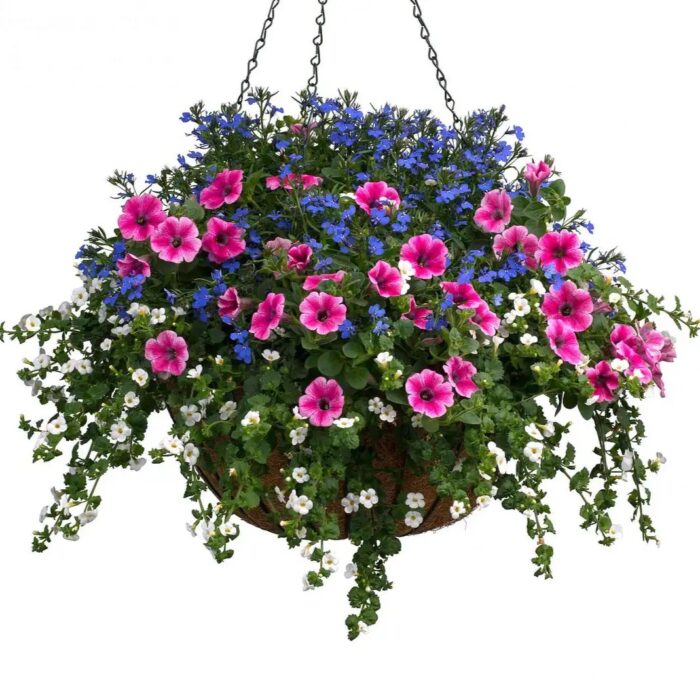 LOBELIA Lobelix Blue - Image 4