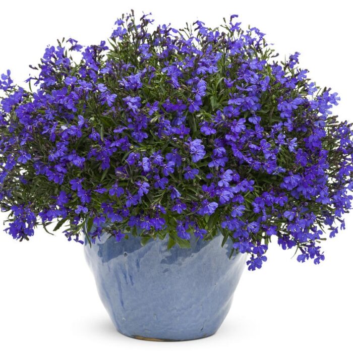 LOBELIA Lobelix Dark Blue - Image 2