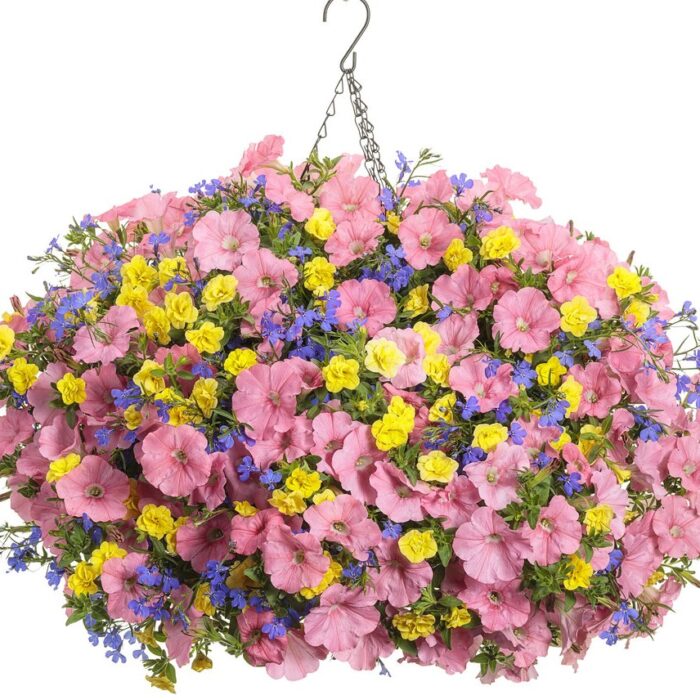 LOBELIA Lobelix Dark Blue - Image 5