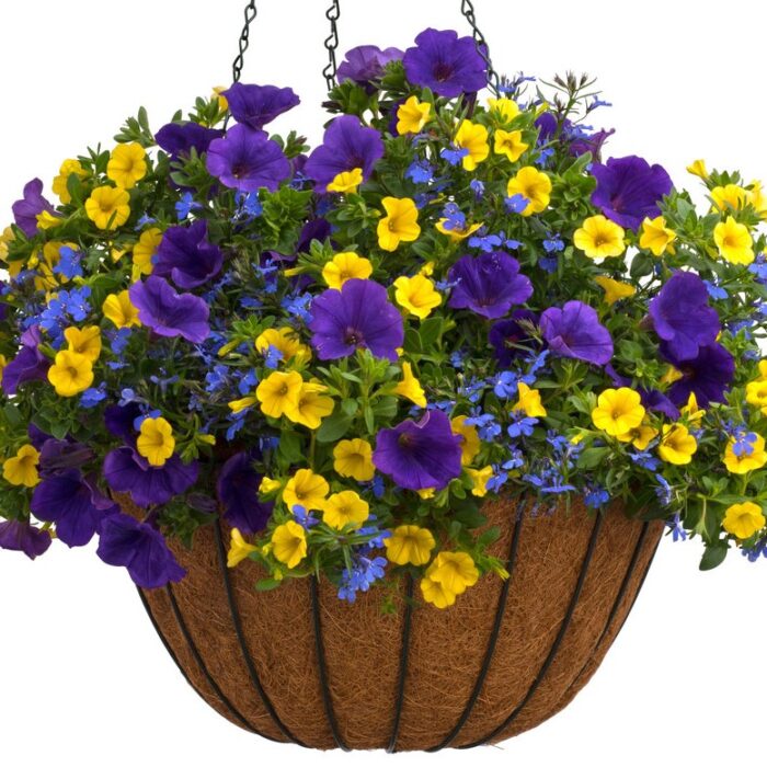 LOBELIA Lobelix Dark Blue - Image 6