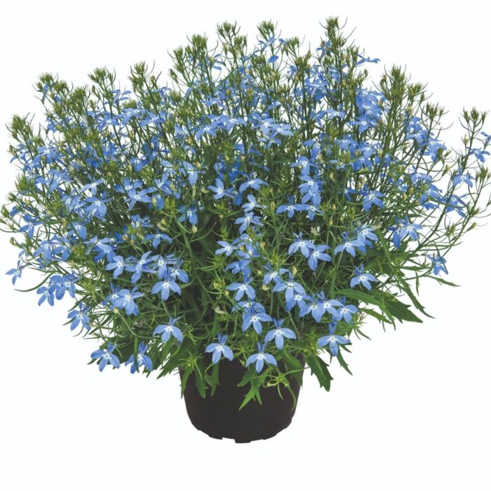 LOBELIA Sparkling Sky - Image 2