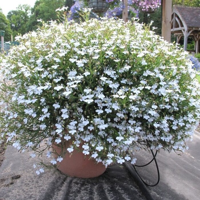 LOBELIA Sparkling Snow - Image 2