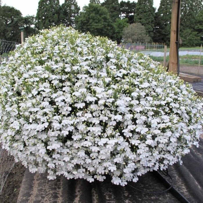 LOBELIA White Star - Image 2