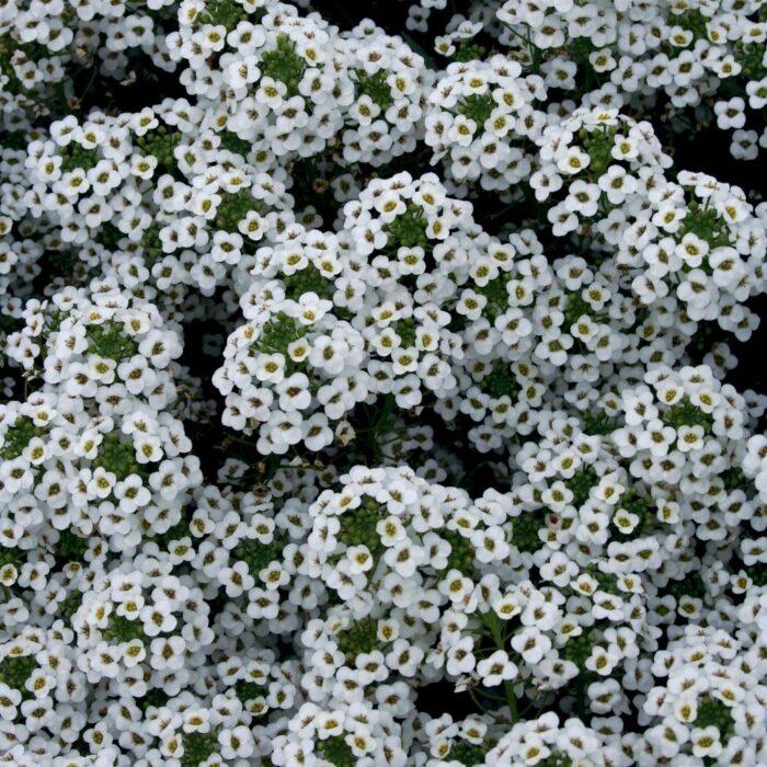 LOBULARIASNOWPRINCESSPL.jpg