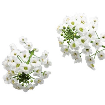 LOBULARIASNOWPRINCESSPL_1.jpg LOBULARIA Snow Princess - Image 3