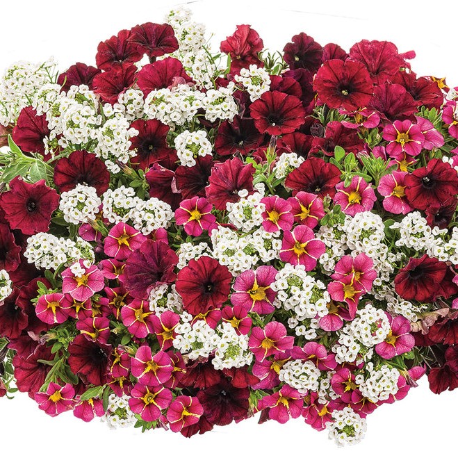LOBULARIASNOWPRINCESSPL_2.jpg LOBULARIA Snow Princess - Image 4