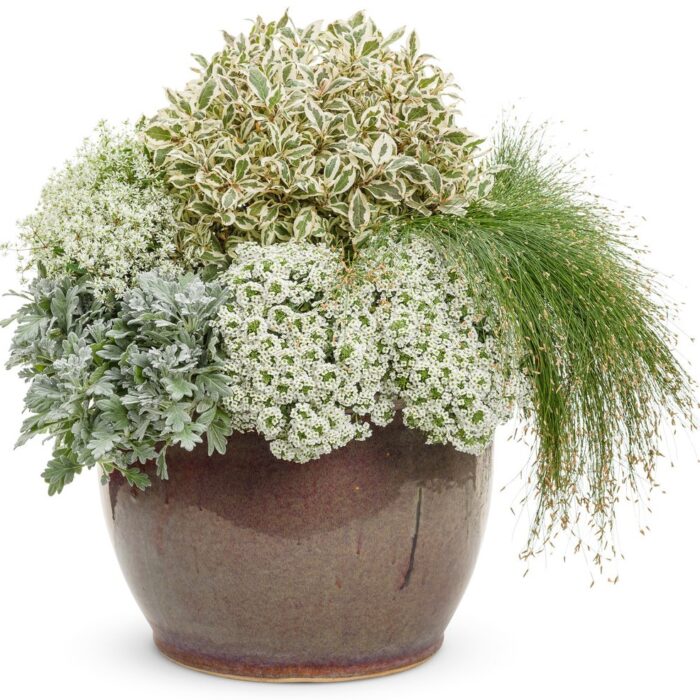 LOBULARIASNOWPRINCESSPL_3.jpg LOBULARIA Snow Princess - Image 2