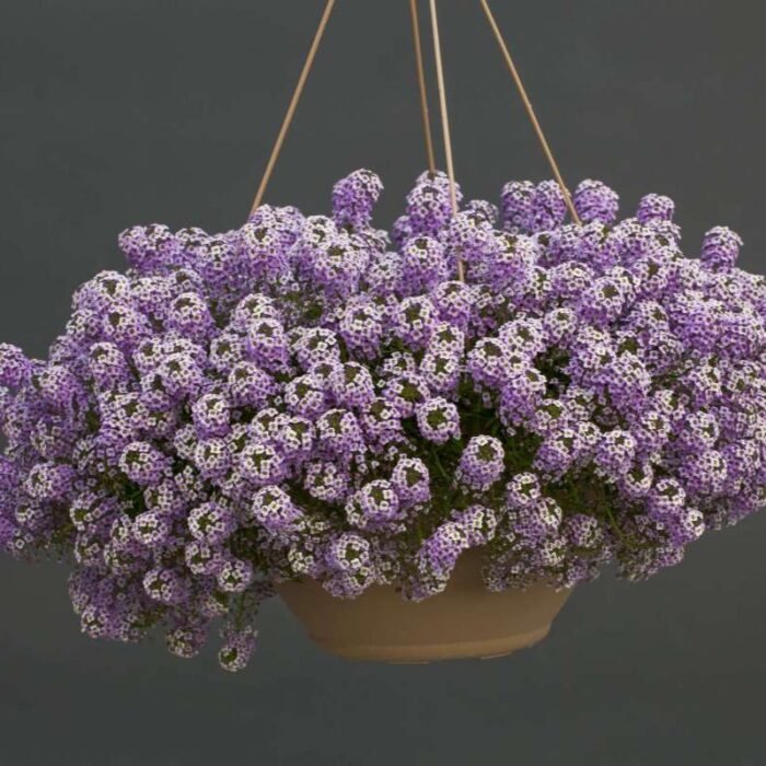 LOBULARIA Stream Lavender - Image 2