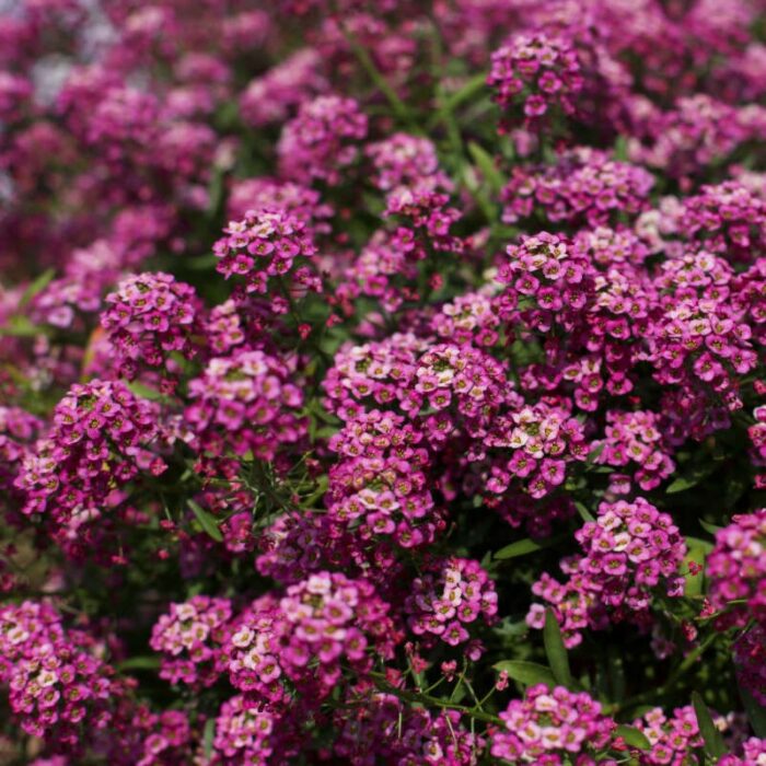 LOBULARIA Stream Raspberry - Image 2