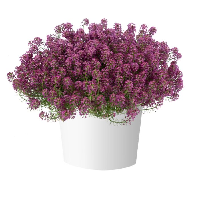 LOBULARIA Stream Raspberry - Image 3