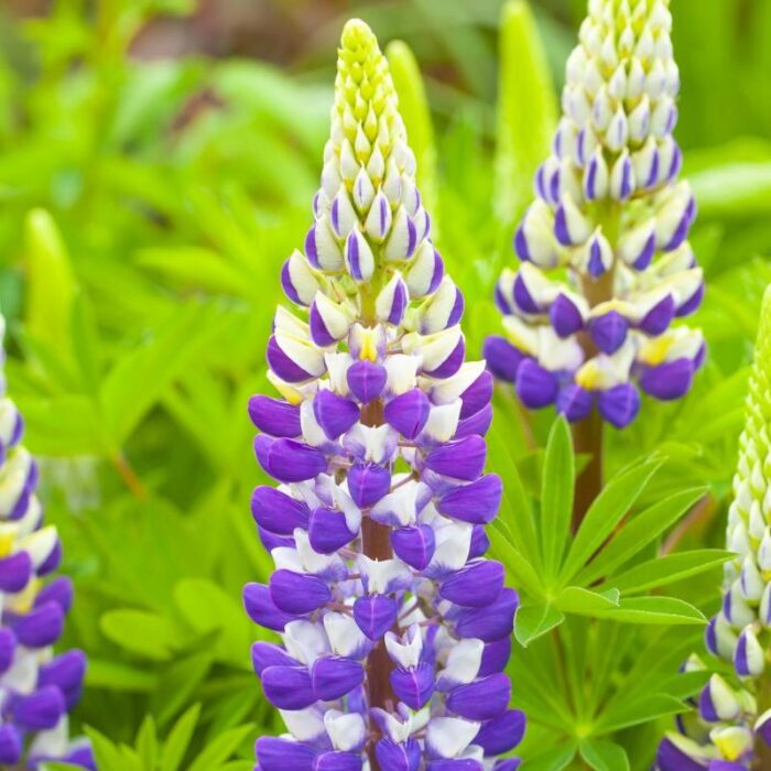 LUPINUS LUPINOVA Cierra - Image 3