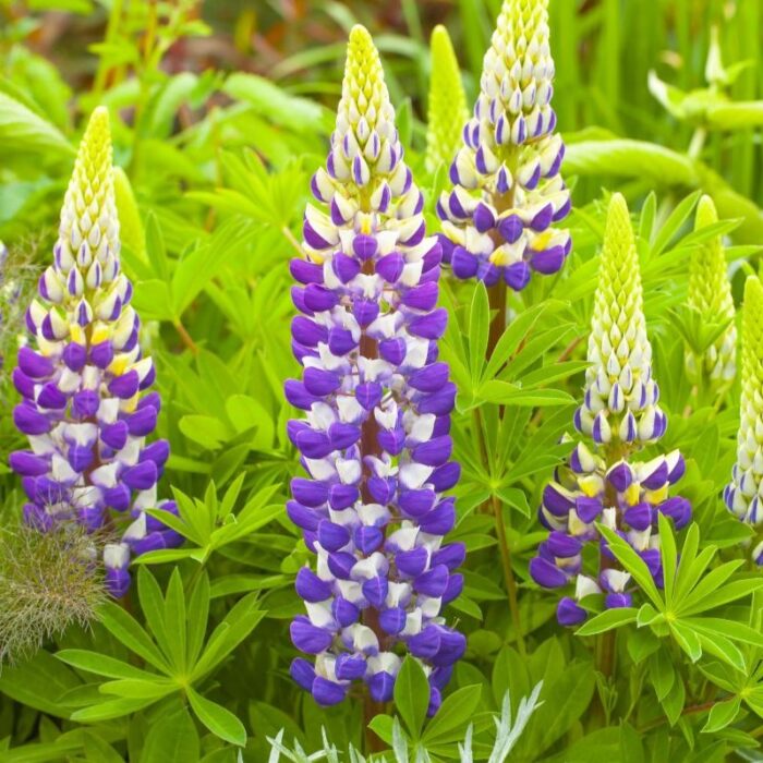 LUPINUS LUPINOVA Cierra - Image 2