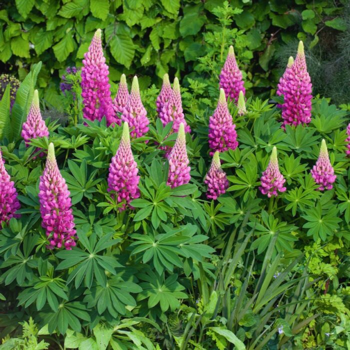 LUPINUS LUPINOVA Cutie - Image 2