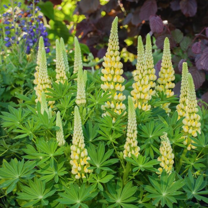LUPINUS LUPINOVA Lenora - Image 3