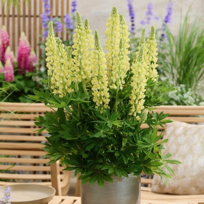 LUPINUS LUPINOVA Lenora - Image 2