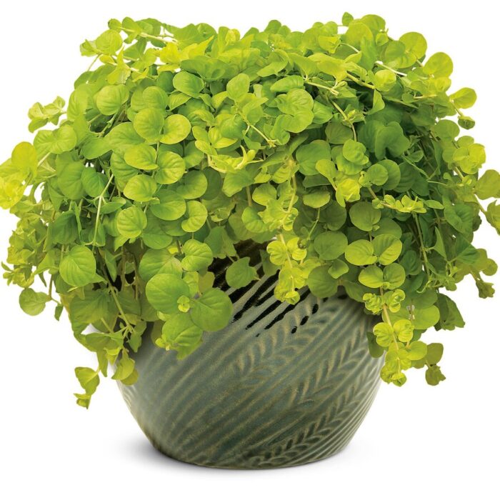 LYSIMACHIA Goldilocs - Image 2