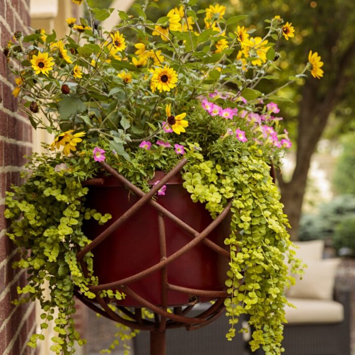 LYSIMACHIA Goldilocs - Image 4