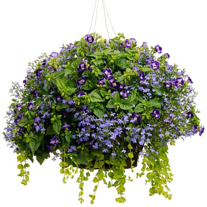LYSIMACHIA Goldilocs - Image 3