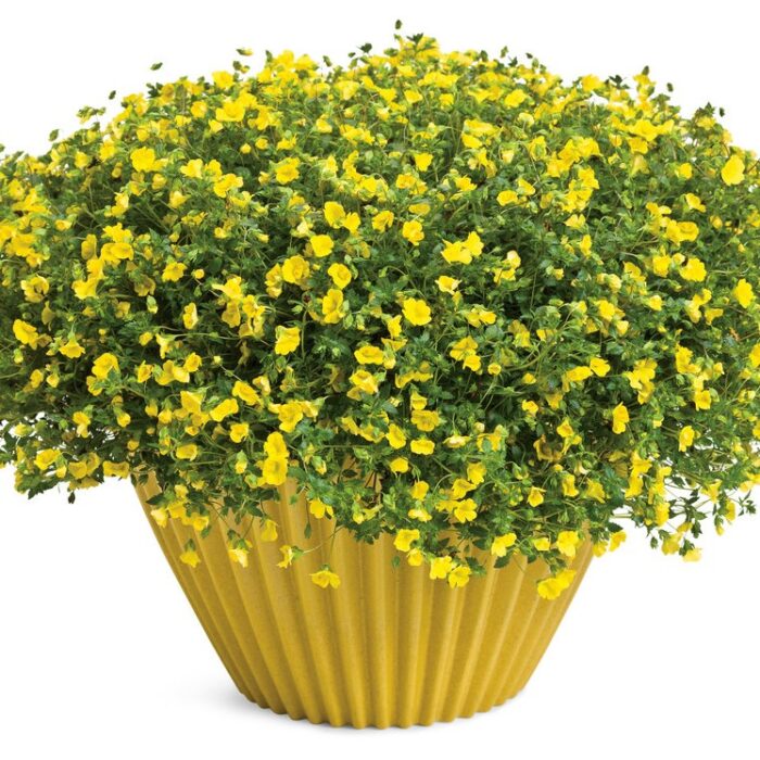 MECARDONIA Gold Dust - Image 3