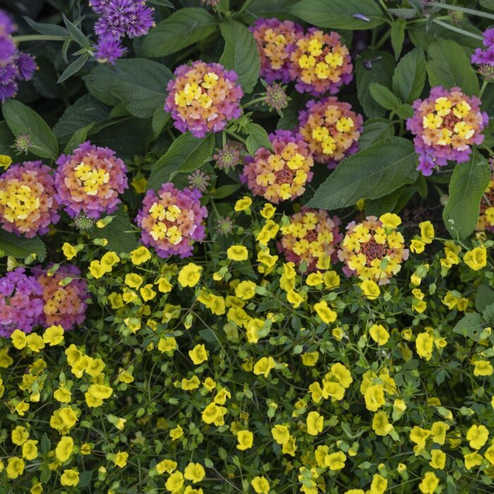 MECARDONIA Gold Dust - Image 4