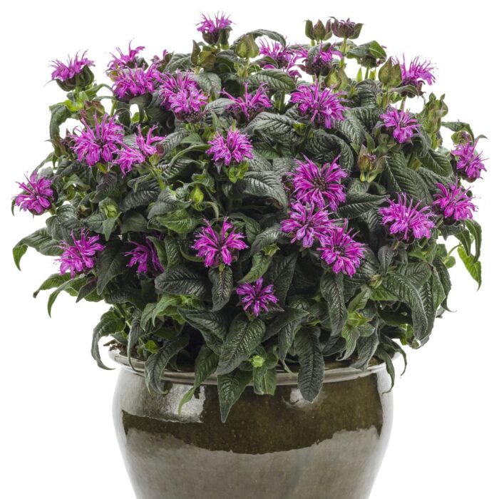 MONARDA LEADING Lady Plum - Image 4