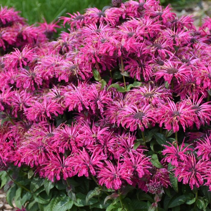MONARDA LEADING Lady Razzberry - Image 4