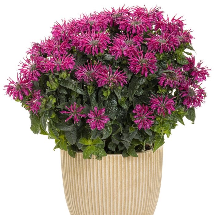 MONARDA LEADING Lady Razzberry - Image 2