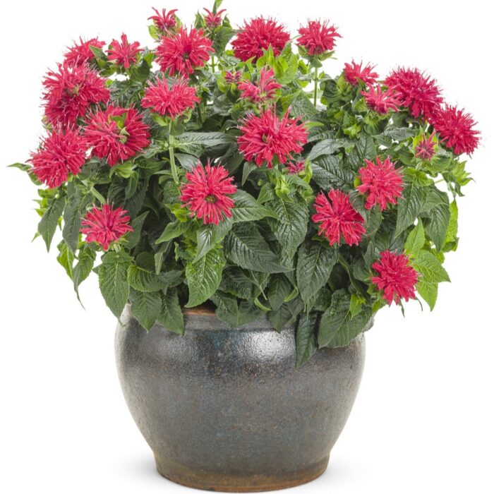 MONARDA PARDON My Cerise - Image 3