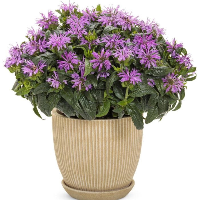 MONARDA PARDON My Lavender - Image 2